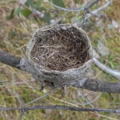 Rhipidura albiscapa at Mount Ainslie - 24 May 2023