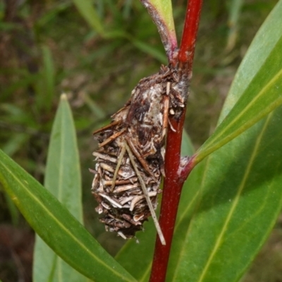 Psychidae (family) IMMATURE (Unidentified case moth or bagworm) at Mount Ainslie - 24 May 2023 by RobG1