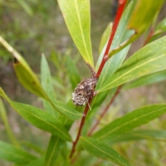 Psychidae (family) IMMATURE at Majura, ACT - 24 May 2023 10:22 AM