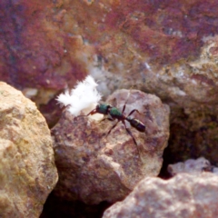 Rhytidoponera aspera (Greenhead ant) at Block 402 - 5 Aug 2023 by KorinneM