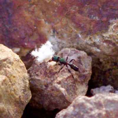 Rhytidoponera aspera (Greenhead ant) at Block 402 - 5 Aug 2023 by KorinneM