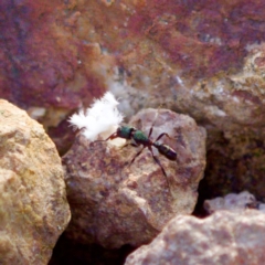 Rhytidoponera aspera (Greenhead ant) at Stromlo, ACT - 5 Aug 2023 by KorinneM