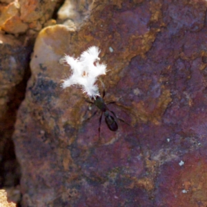 Rhytidoponera aspera at Stromlo, ACT - 5 Aug 2023 03:25 PM