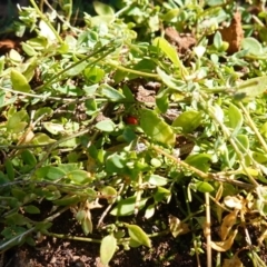 Einadia nutans subsp. nutans (Climbing Saltbush) at Mount Ainslie - 24 May 2023 by RobG1