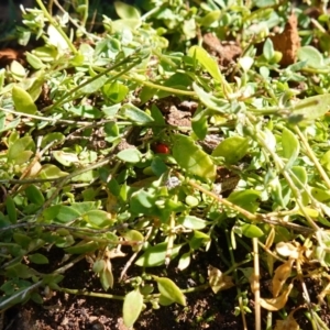 Einadia nutans subsp. nutans at Majura, ACT - 24 May 2023 11:26 AM