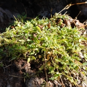 Einadia nutans subsp. nutans at Majura, ACT - 24 May 2023 11:26 AM