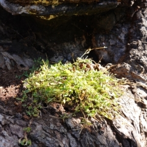 Einadia nutans subsp. nutans at Majura, ACT - 24 May 2023