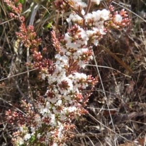 Leucopogon attenuatus at Bombay, NSW - 11 Aug 2023