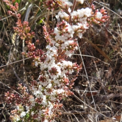 Styphelia attenuata (Small-leaved Beard Heath) at Bombay, NSW - 11 Aug 2023 by MatthewFrawley