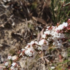 Leucopogon attenuatus at Bombay, NSW - 11 Aug 2023