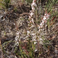 Styphelia attenuata at Bombay, NSW - 11 Aug 2023