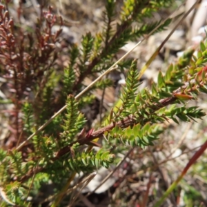 Leucopogon attenuatus at Bombay, NSW - 11 Aug 2023