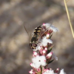 Melangyna viridiceps (Hover fly) at QPRC LGA - 11 Aug 2023 by MatthewFrawley