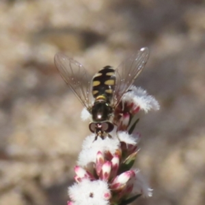 Melangyna viridiceps at Bombay, NSW - 11 Aug 2023