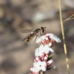 Melangyna viridiceps at Bombay, NSW - 11 Aug 2023