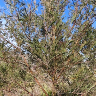 Acacia mearnsii (Black Wattle) at QPRC LGA - 11 Aug 2023 by MatthewFrawley