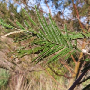 Acacia mearnsii at Bombay, NSW - 11 Aug 2023