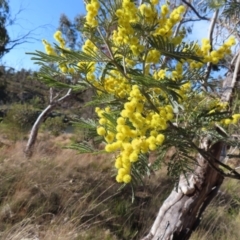 Acacia dealbata subsp. dealbata (Silver Wattle) at QPRC LGA - 11 Aug 2023 by MatthewFrawley
