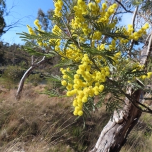 Acacia dealbata subsp. dealbata at Bombay, NSW - 11 Aug 2023