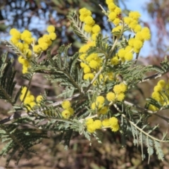 Acacia dealbata subsp. dealbata at Bombay, NSW - 11 Aug 2023 02:10 PM