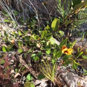 Mirbelia platylobioides at Bombay, NSW - 11 Aug 2023