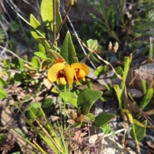 Mirbelia platylobioides at Bombay, NSW - 11 Aug 2023