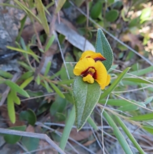 Mirbelia platylobioides at Bombay, NSW - 11 Aug 2023