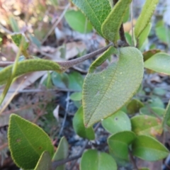 Mirbelia platylobioides at Bombay, NSW - 11 Aug 2023