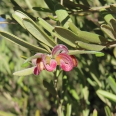 Grevillea arenaria subsp. arenaria (Nepean Spider Flower) at Bombay, NSW - 11 Aug 2023 by MatthewFrawley