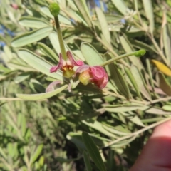 Grevillea arenaria subsp. arenaria at Bombay, NSW - 11 Aug 2023