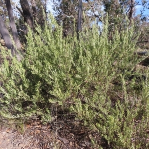 Grevillea arenaria subsp. arenaria at Bombay, NSW - 11 Aug 2023 02:39 PM