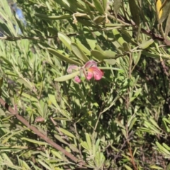 Grevillea arenaria subsp. arenaria at Bombay, NSW - 11 Aug 2023 02:39 PM