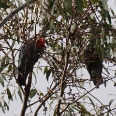 Callocephalon fimbriatum (Gang-gang Cockatoo) at Mount Taylor - 28 May 2023 by RobG1