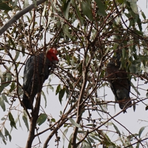 Callocephalon fimbriatum at Tuggeranong, ACT - 28 May 2023