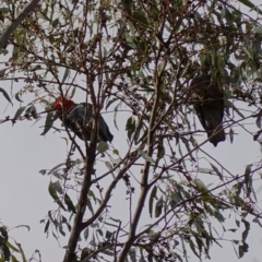 Callocephalon fimbriatum at Tuggeranong, ACT - suppressed