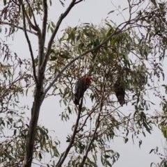 Callocephalon fimbriatum at Tuggeranong, ACT - 28 May 2023