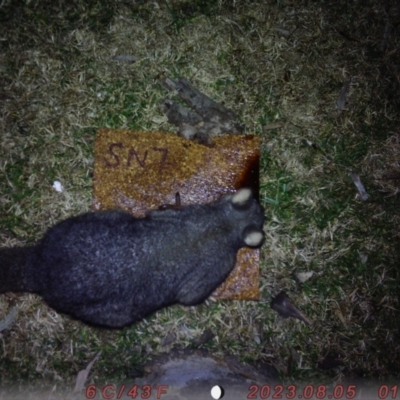 Trichosurus vulpecula (Common Brushtail Possum) at Lower Borough, NSW - 5 Aug 2023 by SandiAuungMoe