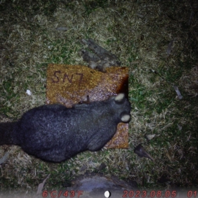 Trichosurus vulpecula (Common Brushtail Possum) at Lower Borough, NSW - 4 Aug 2023 by SandiAuungMoe