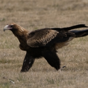 Aquila audax at Curtin, ACT - 12 Aug 2023 12:45 PM