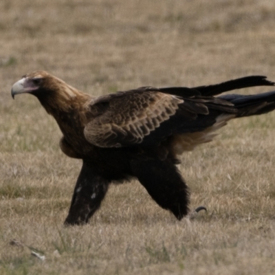 Aquila audax (Wedge-tailed Eagle) at Curtin, ACT - 12 Aug 2023 by patrickcox
