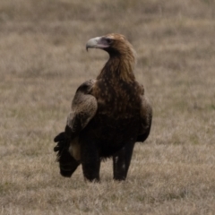 Aquila audax at Curtin, ACT - 12 Aug 2023