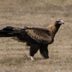 Aquila audax at Curtin, ACT - 12 Aug 2023 12:45 PM