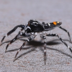 Unidentified Jumping or peacock spider (Salticidae) at Wellington Point, QLD - 11 Aug 2023 by TimL