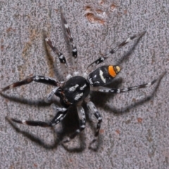 Astia hariola at Wellington Point, QLD - 11 Aug 2023 12:51 PM