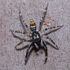 Astia hariola at Wellington Point, QLD - 11 Aug 2023 12:51 PM