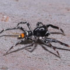 Astia hariola at Wellington Point, QLD - 11 Aug 2023 12:51 PM