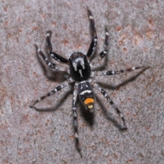 Astia hariola at Wellington Point, QLD - 11 Aug 2023 12:51 PM