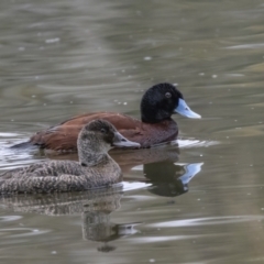 Oxyura australis (Blue-billed Duck) at Upper Stranger Pond - 11 Aug 2023 by ReeniRoo