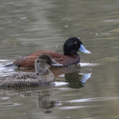 Oxyura australis (Blue-billed Duck) at Isabella Plains, ACT - 11 Aug 2023 by ReeniRoo