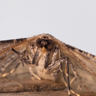 Ectropis excursaria (Common Bark Moth) at Jerrabomberra, NSW - 11 Aug 2023 by MarkT